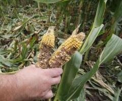 El jabalí arrasa plantaciones de maíz